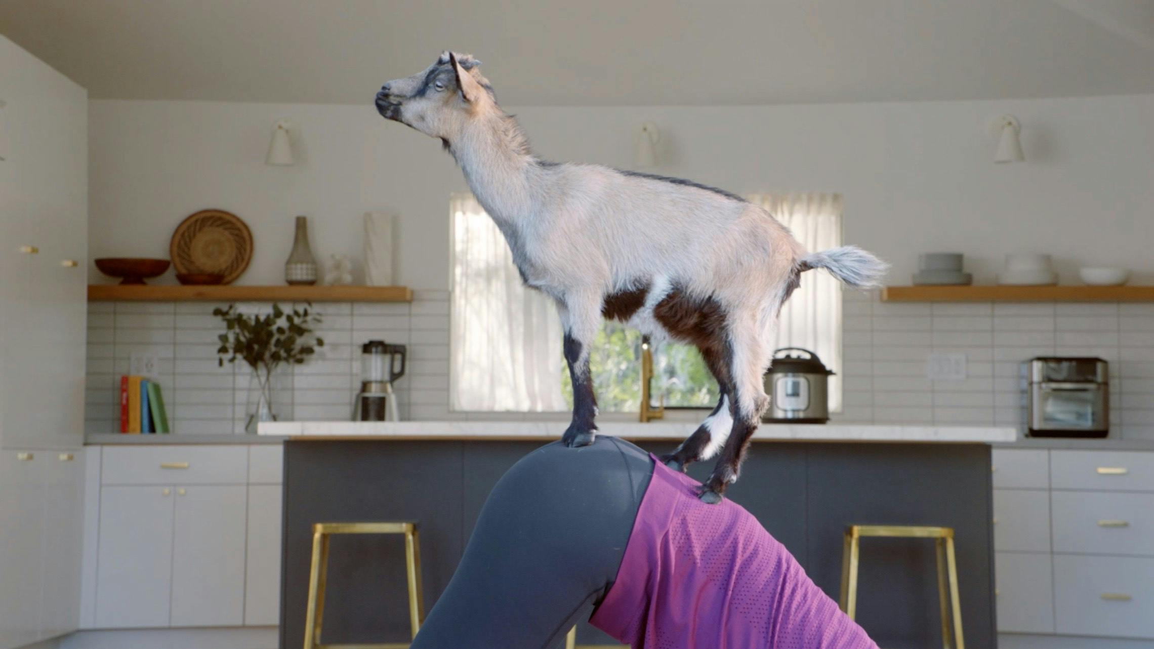 Photograph of a goat standing on a woman's back as she does yoga.