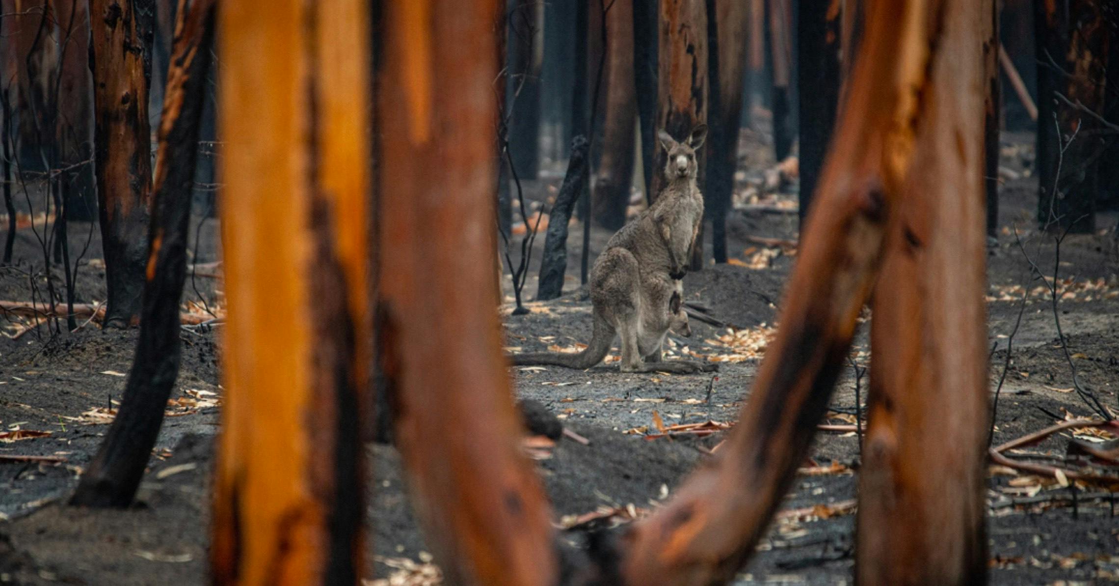 Photograph of a mother kangaroo carrying her baby through a burned forest.