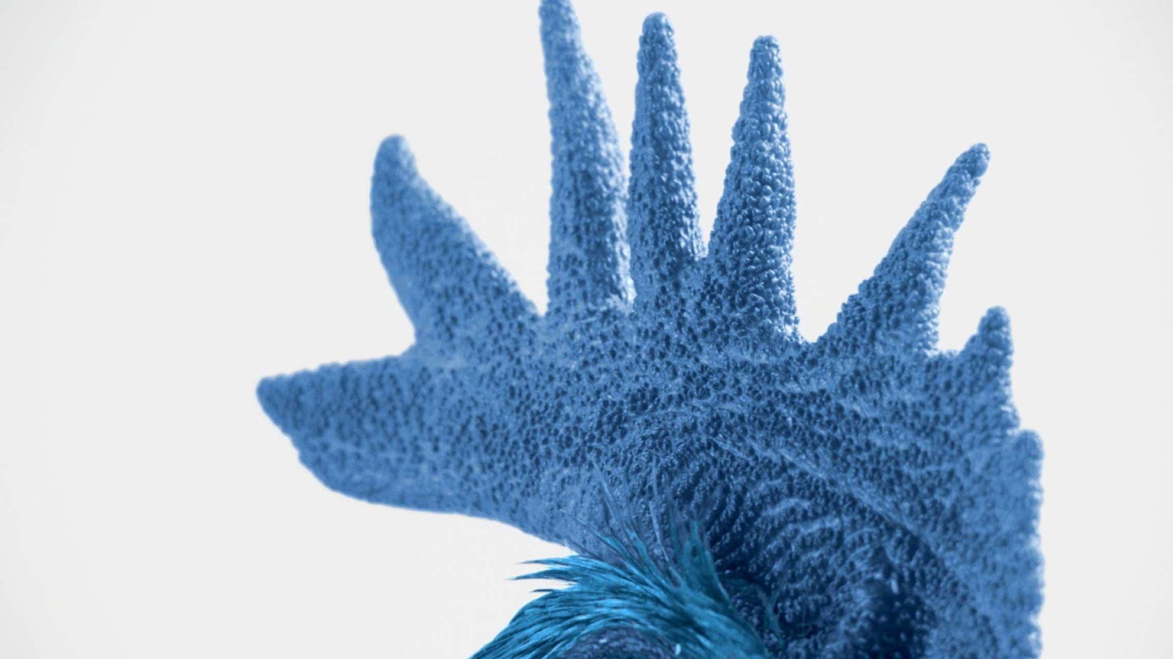 Photograph of the crest of a blue hen.